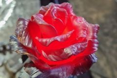 Ритуальная роза